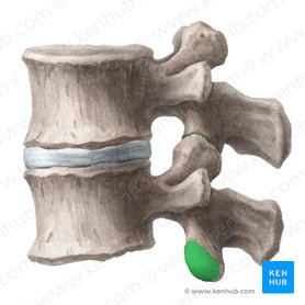 Facies articularis inferior vertebrae (Untere Gelenkfläche des Wirbels); Bild: Liene Znotina