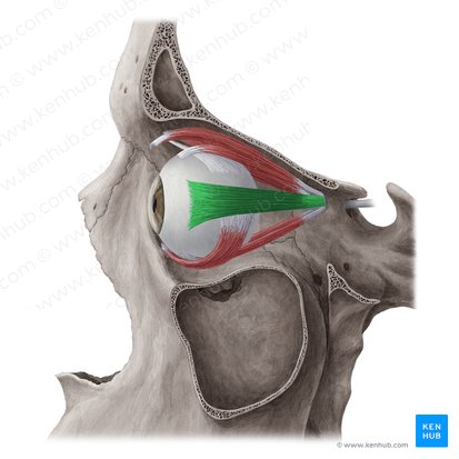 Músculo recto lateral (Musculus rectus lateralis); Imagen: Yousun Koh