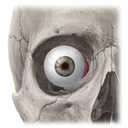 Musculus rectus medialis