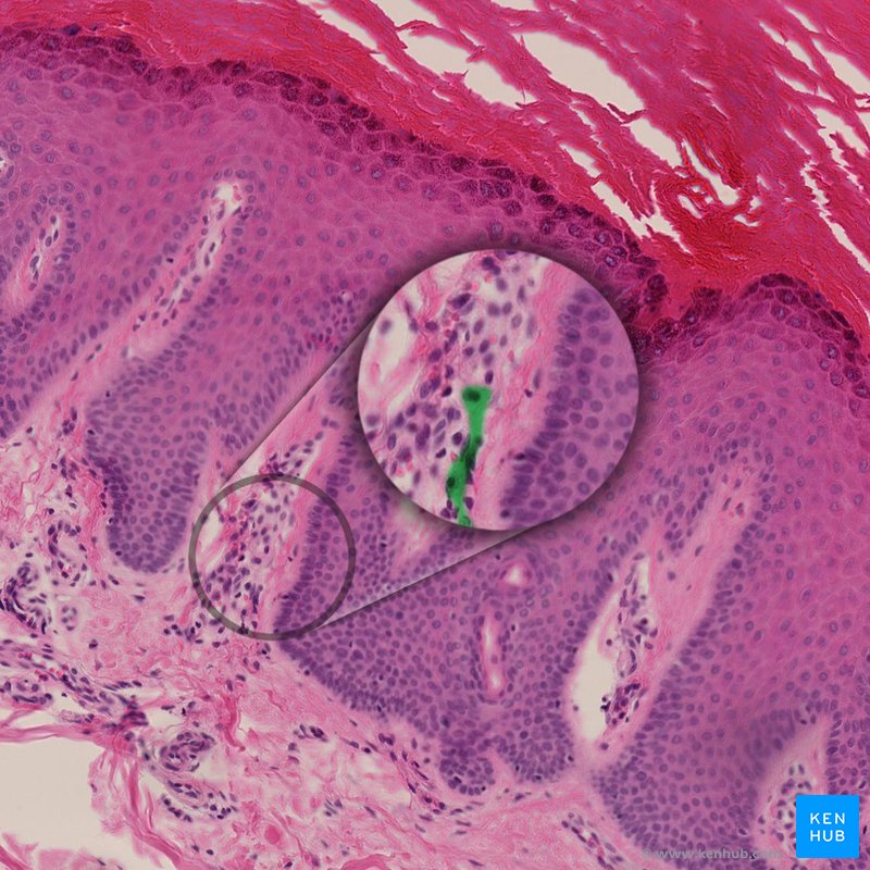 Myelinated axon of Meissner's corpuscle - histological slide