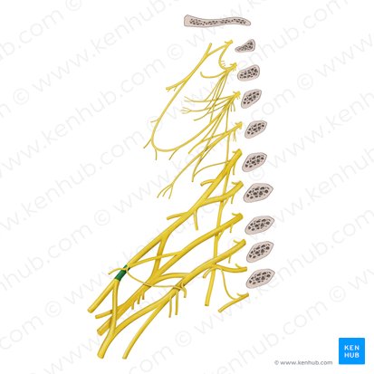 Faisceau latéral du plexus brachial (Fasciculus lateralis plexus brachialis); Image : Begoña Rodriguez