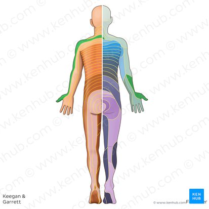 Dermatome C6 (Dermatoma C6); Image : Irina Münstermann