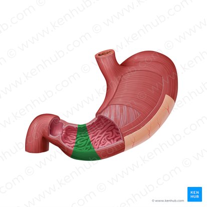 Pyloric antrum (Antrum pyloricum); Image: Paul Kim