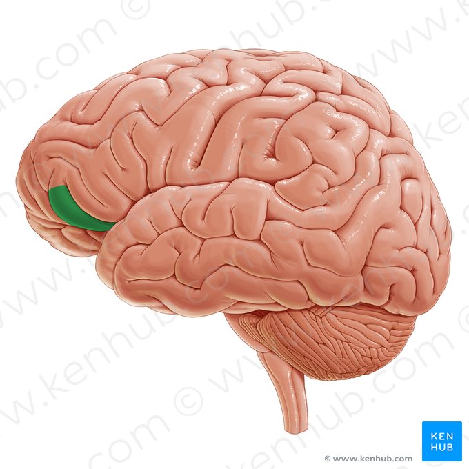 Pars orbitalis gyri frontalis inferioris (Augenhöhlenteil der unteren Stirnwindung); Bild: Paul Kim