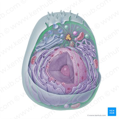 Citoesqueleto (Cytoskeleton); Imagem: Paul Kim