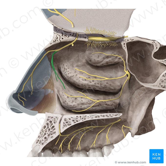 Ramos nasais laterais do nervo etmoidal anterior (Rami nasales laterales nervi ethmoidalis anterioris); Imagem: Begoña Rodriguez