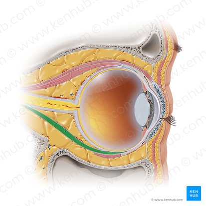 Musculus rectus inferior (Unterer gerader Augenmuskel); Bild: Paul Kim