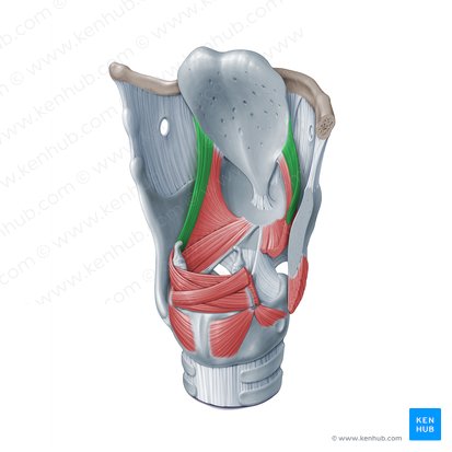 Músculo ariepiglótico (Musculus aryepiglotticus); Imagem: Paul Kim