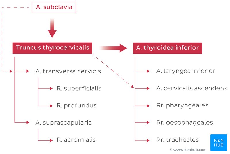Truncus thyrocervicalis und seine Äste - Diagramm