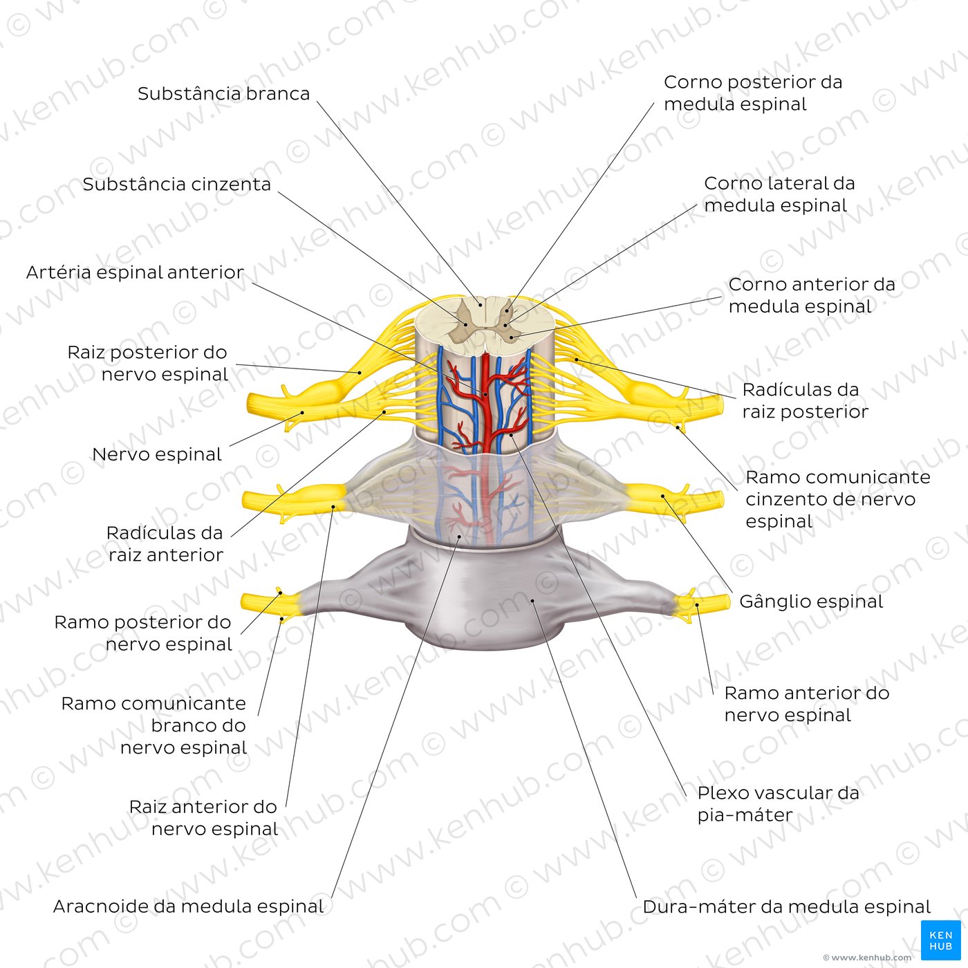Revestimento meníngeo da medula espinal e nervos espinais
