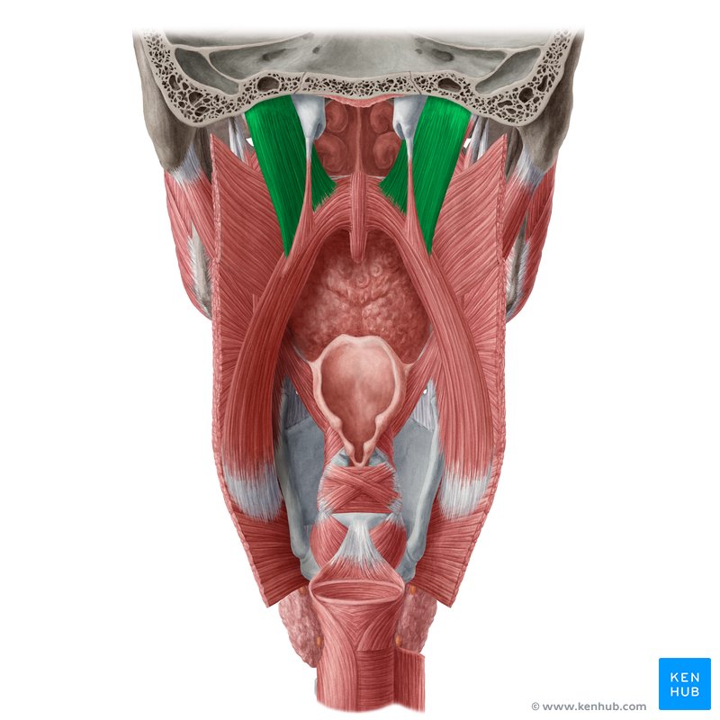 Levator veli palatini muscle (Musculus levator veli palatini)