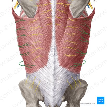 Lateral cutaneous branch of intercostal nerve (Ramus cutaneus lateralis nervi intercostalis); Image: Yousun Koh