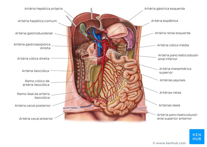 Vasos sanguíneos do intestino delgado - um diagrama