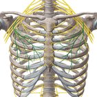 Nervus pectoralis lateralis