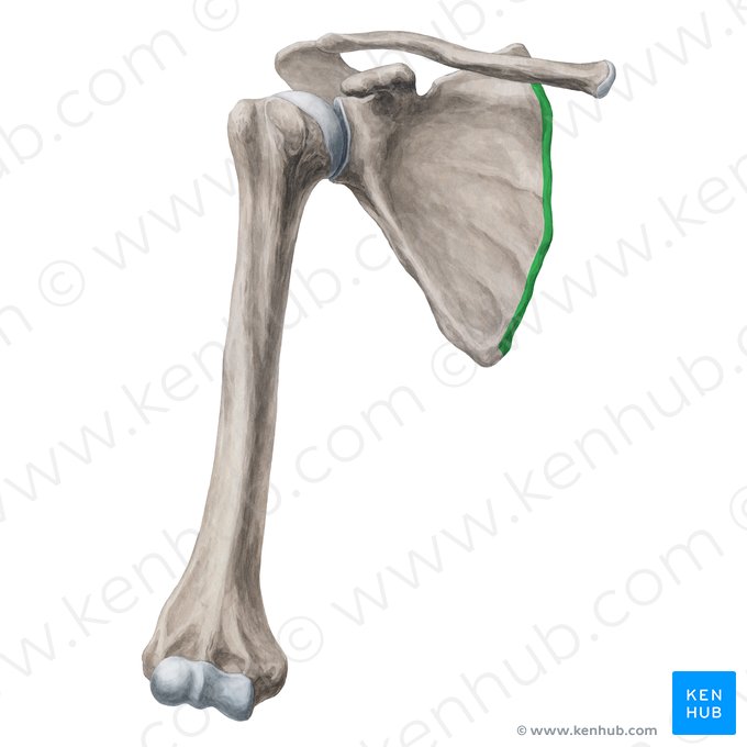 Borda medial da escápula (Margo medialis scapulae); Imagem: Yousun Koh