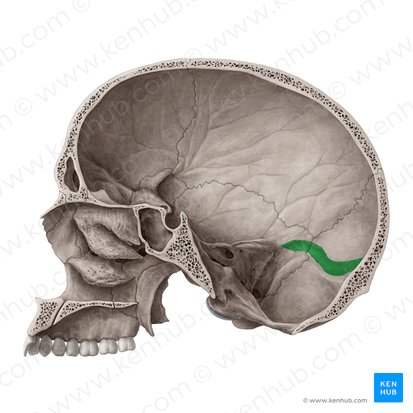 Groove for transverse sinus of occipital bone (Sulcus sinus transversi ossis occipitalis); Image: Yousun Koh