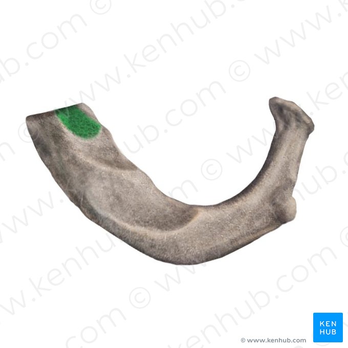 Groove for subclavius muscle of 1st rib (Sulcus musculi subclavii costae 1); Image: Begoña Rodriguez