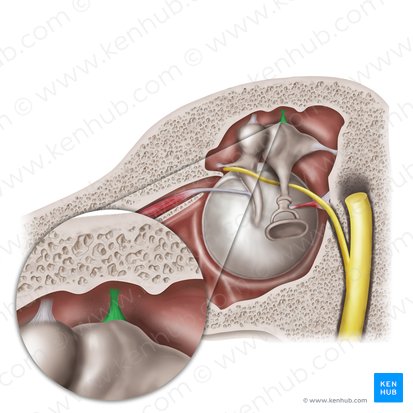 Superior ligament of incus (Ligamentum superius incudis); Image: Mao Miyamoto