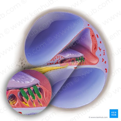 Cochleocyti externi organi spiralis (Äußere Haarzellen des Corti-Organs); Bild: Paul Kim