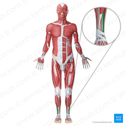 Extensor digitorum longus muscle (Musculus extensor digitorum longus); Image: Irina Münstermann