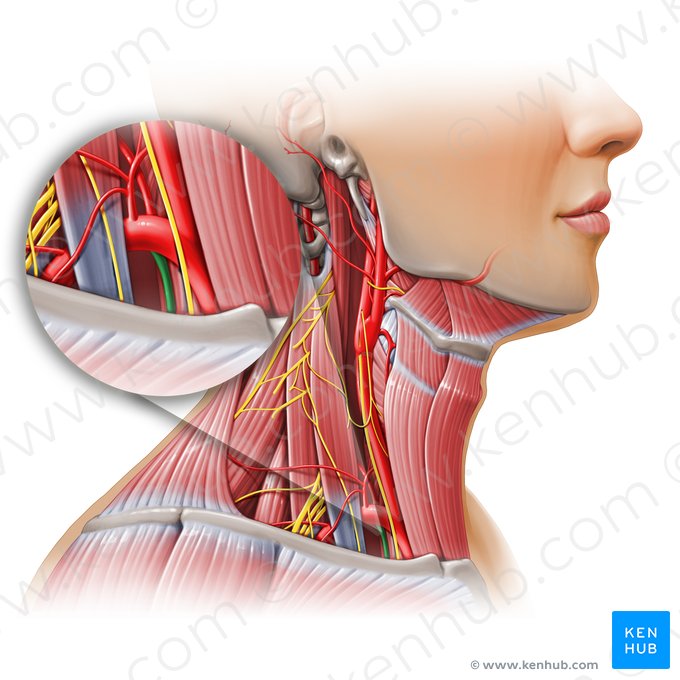 Artéria torácica interna (Arteria thoracica interna); Imagem: Paul Kim