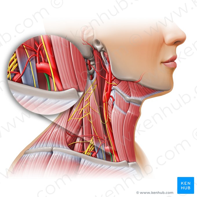 Internal thoracic artery (Arteria thoracica interna); Image: Paul Kim