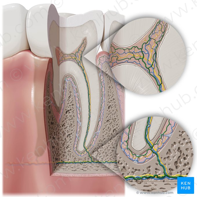 Artérias dentárias (Arteriae dentales); Imagem: Paul Kim