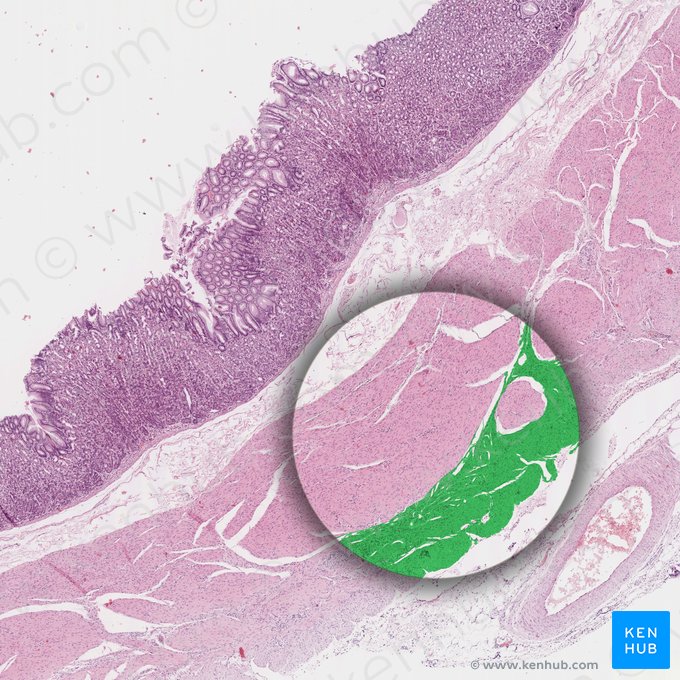 Stratum longitudinale tunicae muscularis gastris (Längsmuskelschicht des Magens); Bild: 
