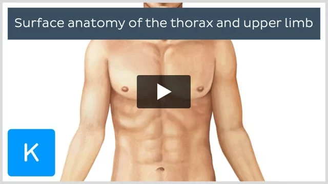 Thoracic cage: Anatomy and clinical notes