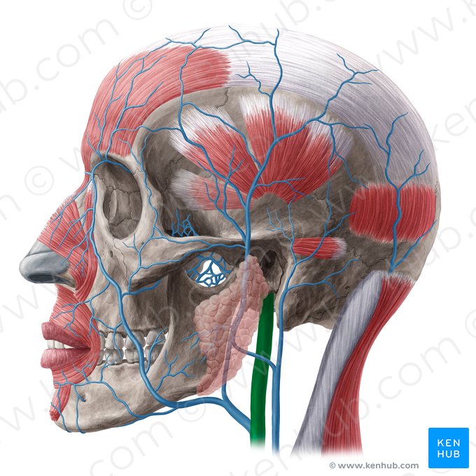 Veia jugular interna (Vena jugularis interna); Imagem: Yousun Koh