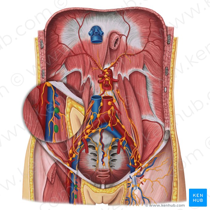 Deep inguinal lymph nodes (Nodi lymphoidei inguinales profundi); Image: Irina Münstermann