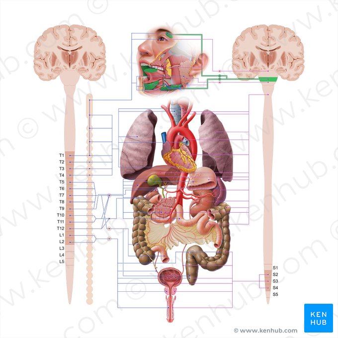 Nervio facial (Nervus facialis); Imagen: Paul Kim