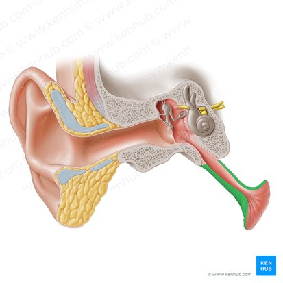 Cartilaginous part of auditory tube (Pars cartilaginea tubae auditivae); Image: Paul Kim