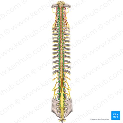 Dura-máter da medula espinal (Dura mater spinalis); Imagem: Rebecca Betts