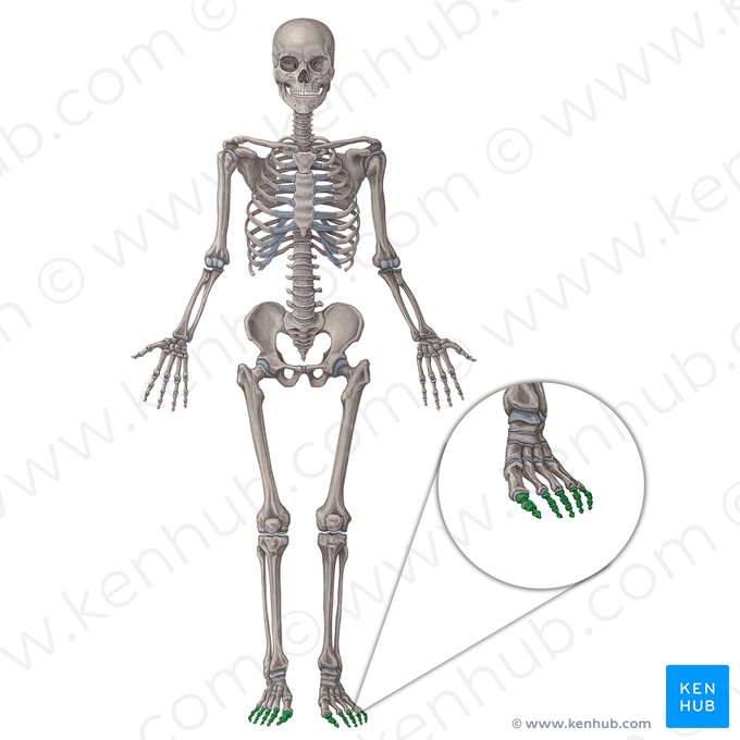 Phalanges of foot (Phalanges pedis); Image: Irina Münstermann