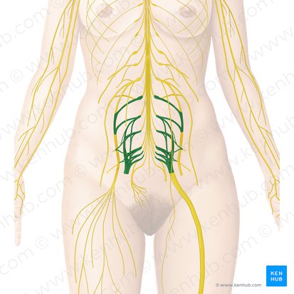 Sacral plexus (Plexus sacralis); Image: Begoña Rodriguez