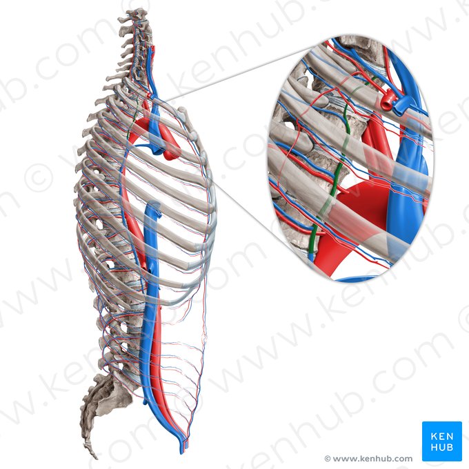 Veia intercostal superior (Vena intercostalis superior); Imagem: Paul Kim