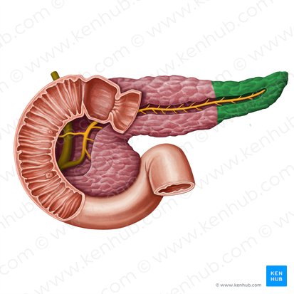 Queue du pancréas (Cauda pancreatis); Image : Irina Münstermann