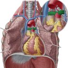 Arteria pulmonalis (Lungenarterie)