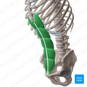 Músculo recto del abdomen (Musculus rectus abdominis); Imagen: Yousun Koh