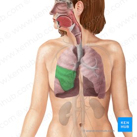 Lóbulo medio del pulmón derecho (Lobus medius pulmonis dextri); Imagen: Begoña Rodriguez