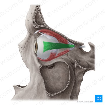 Músculo recto lateral (Musculus rectus lateralis); Imagen: Yousun Koh