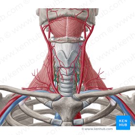 Arteria tiroidea inferior (Arteria thyroidea inferior); Imagen: Yousun Koh