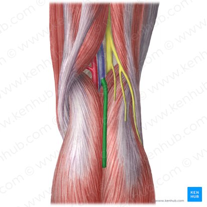 Small saphenous vein (Vena saphena parva); Image: Liene Znotina