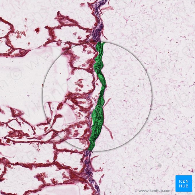 Tecido conjuntivo denso (Textus connectivus compactus); Imagem: 