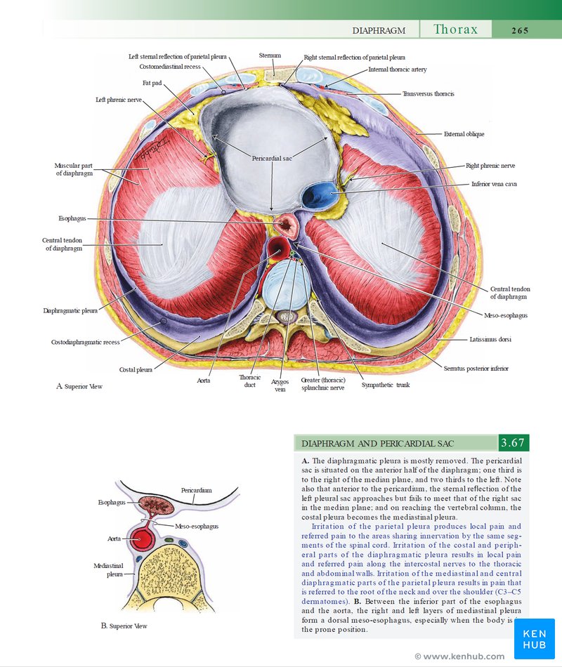 Grant's Atlas of Anatomy - Illustration
