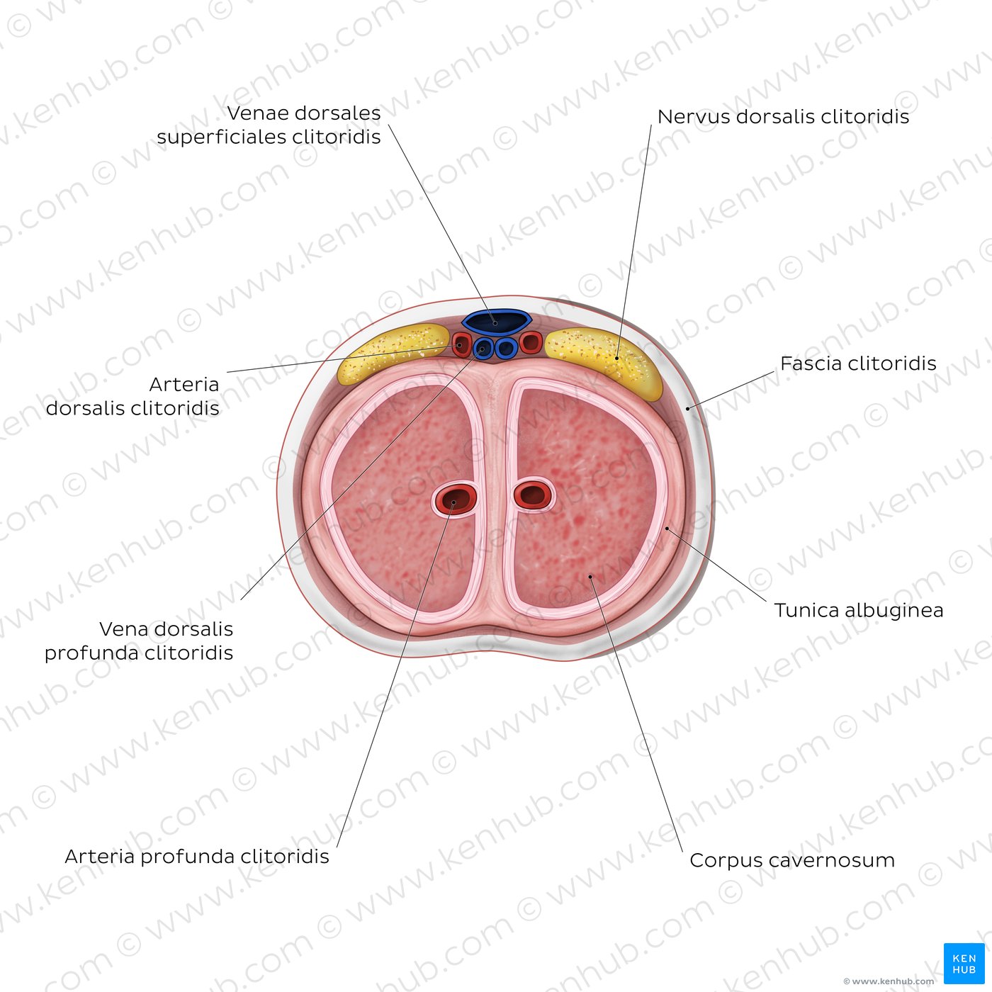 Aufbau der Klitoris: Querschnitt