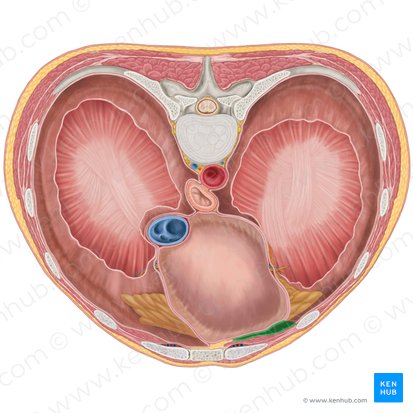 Left costomediastinal recess (Recessus costomediastinalis sinister); Image: Brendon Farley