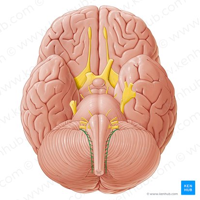 Accessory nerve (Nervus accessorius); Image: Paul Kim