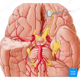Circle of Willis: Anatomy and function | Kenhub